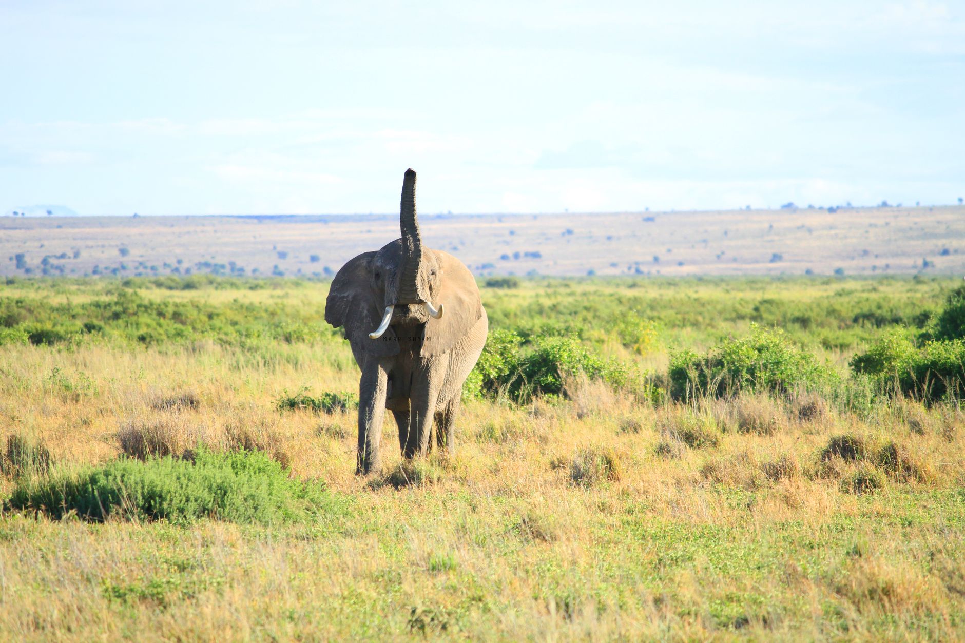 Best eSIM for Kenya 2026: Nairobi, Safari & Coastal Trips